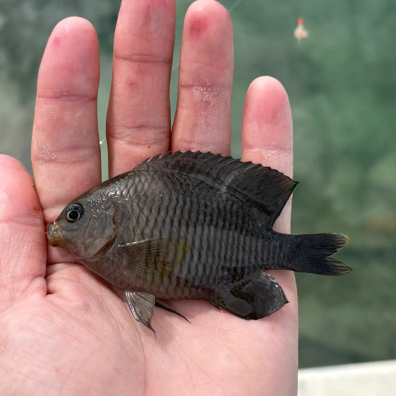 The most recent Cocoa damselfish catches on Fishbrain