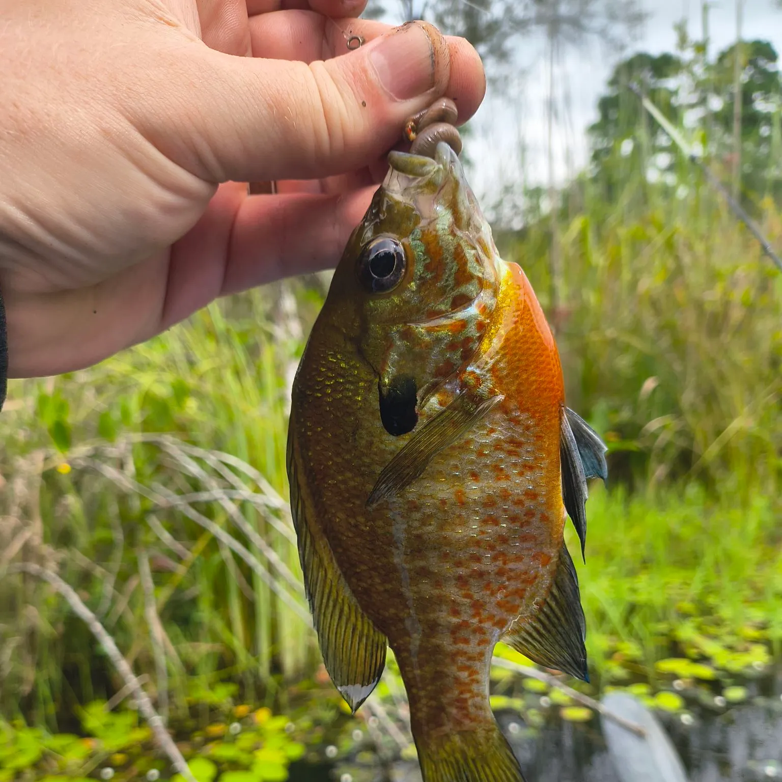 Bluegill caught on Fishbrain