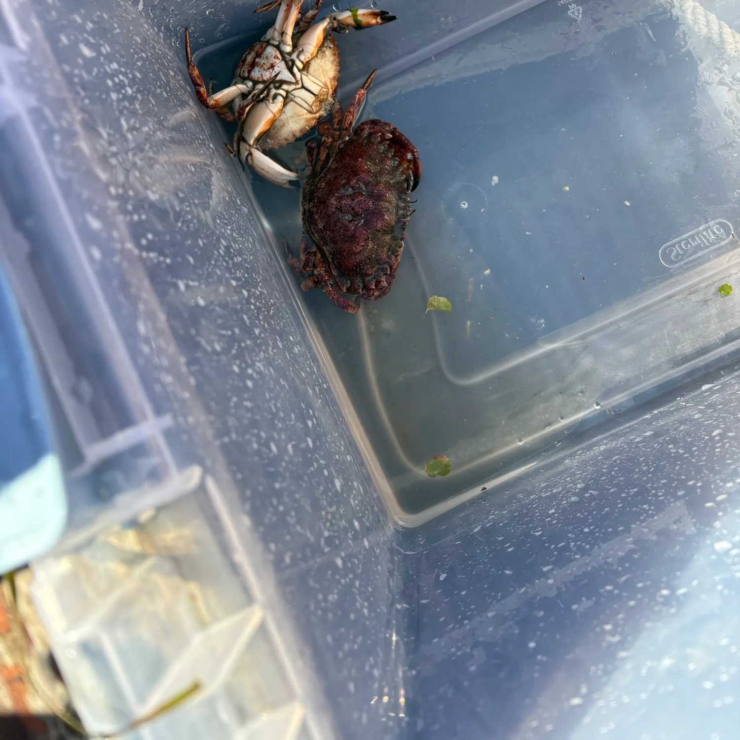 Dungeness crab caught on Fishbrain