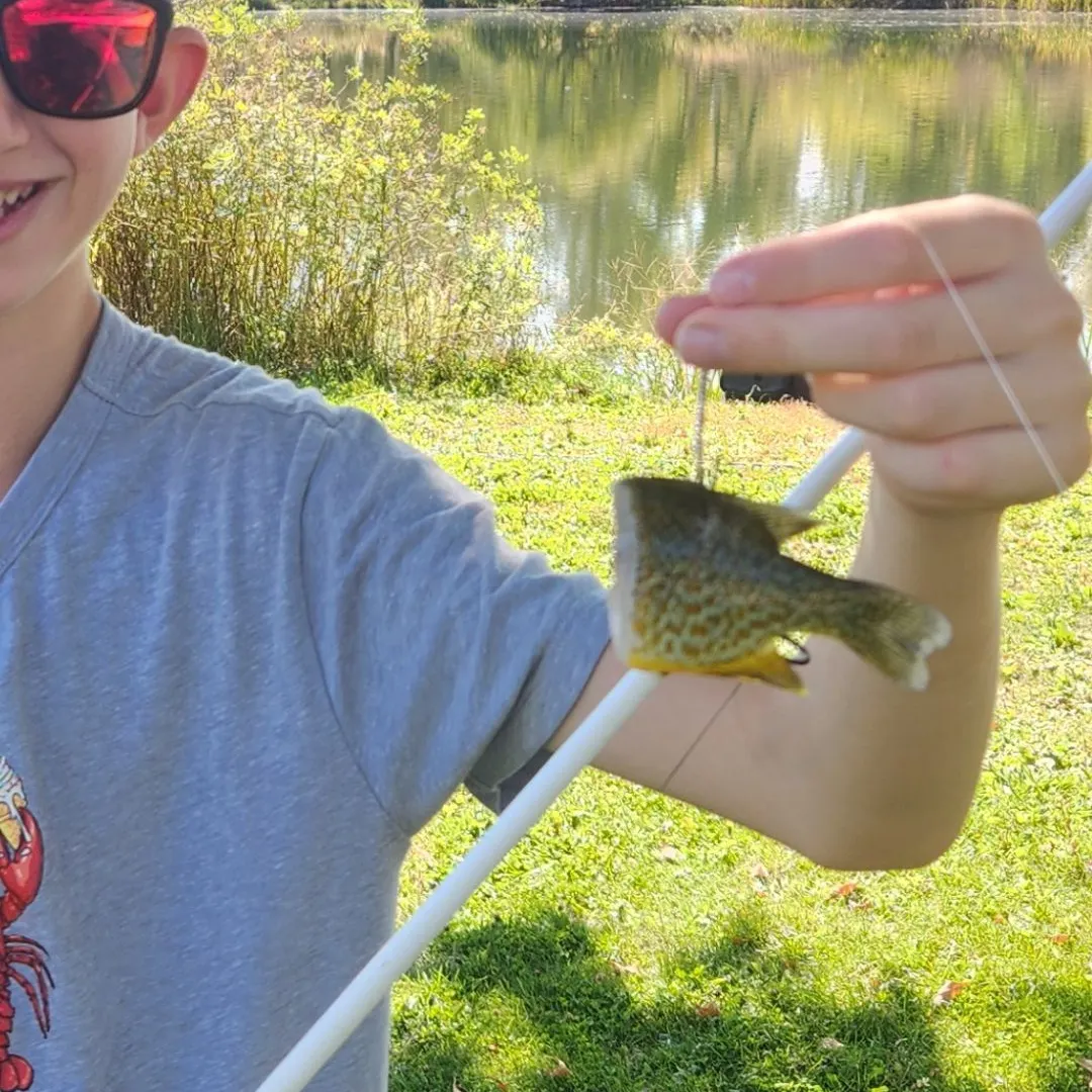 Pumpkinseed caught on Fishbrain