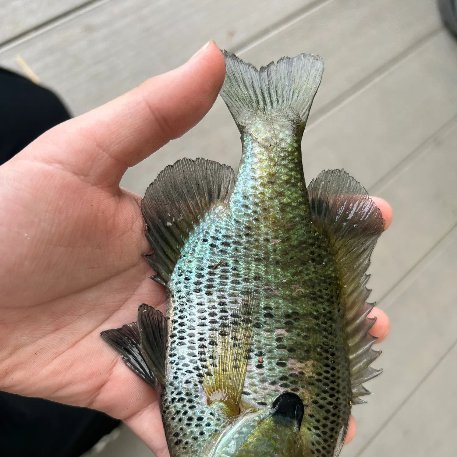 recently logged catches