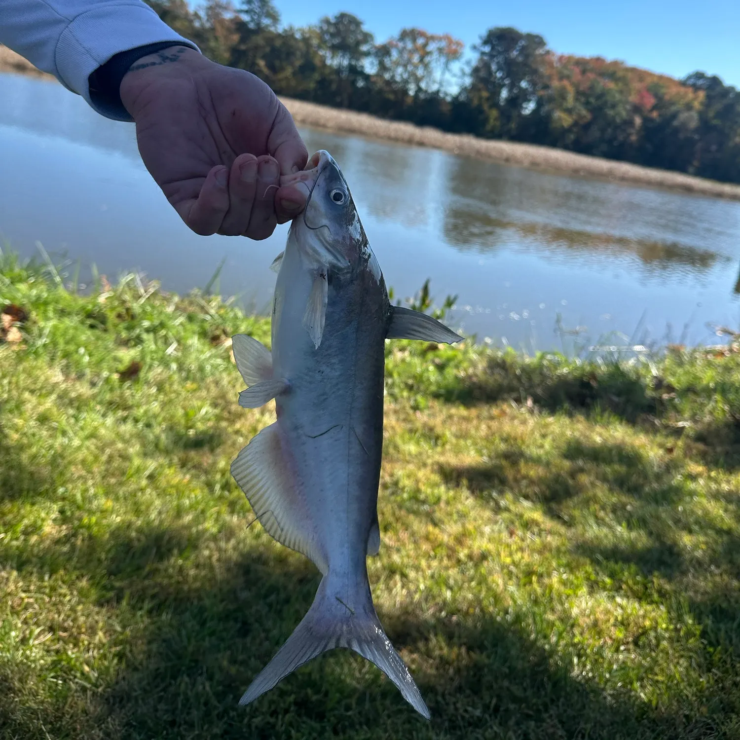 Blue catfish caught on Fishbrain