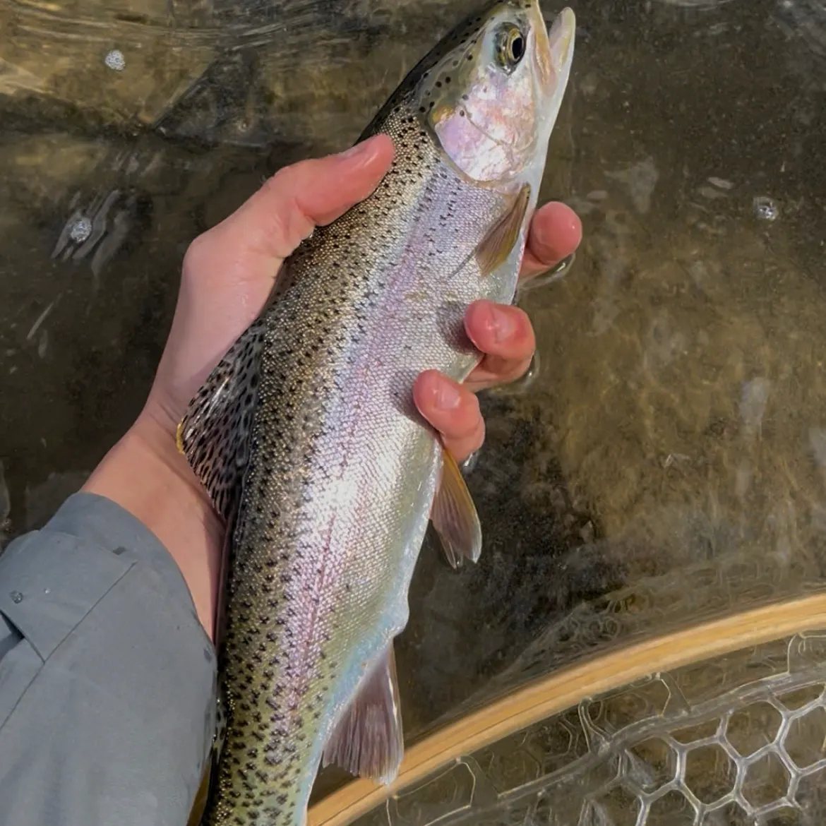 Rainbow trout caught on Fishbrain
