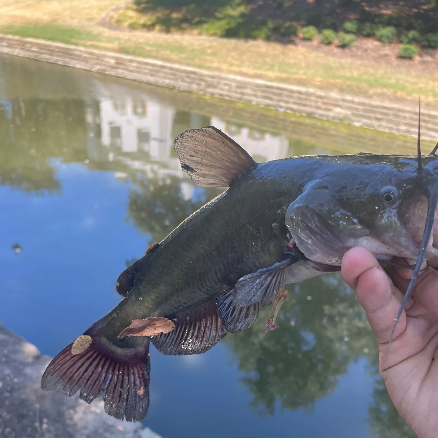 The most recent Black bullhead catches on Fishbrain