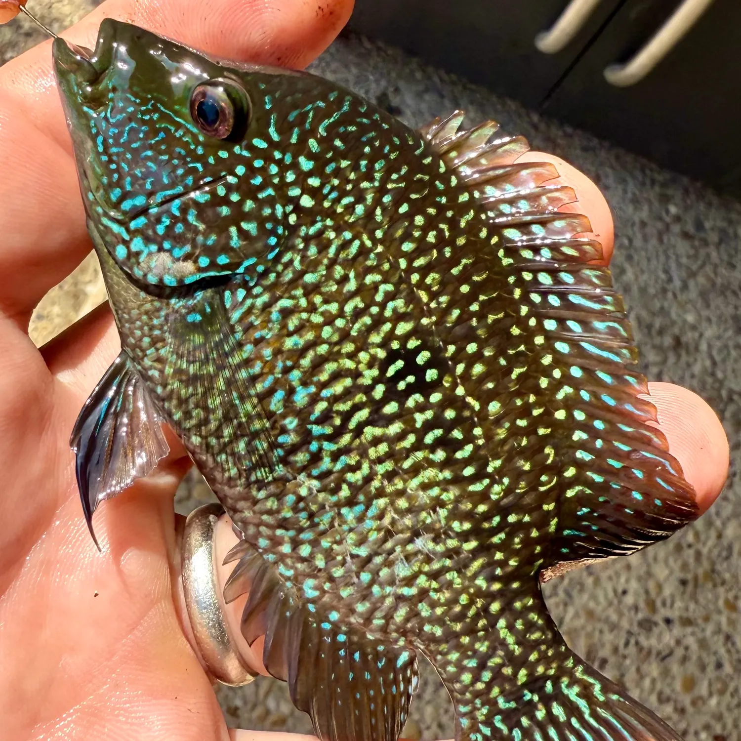 The most recent Rio Grande cichlid catches on Fishbrain