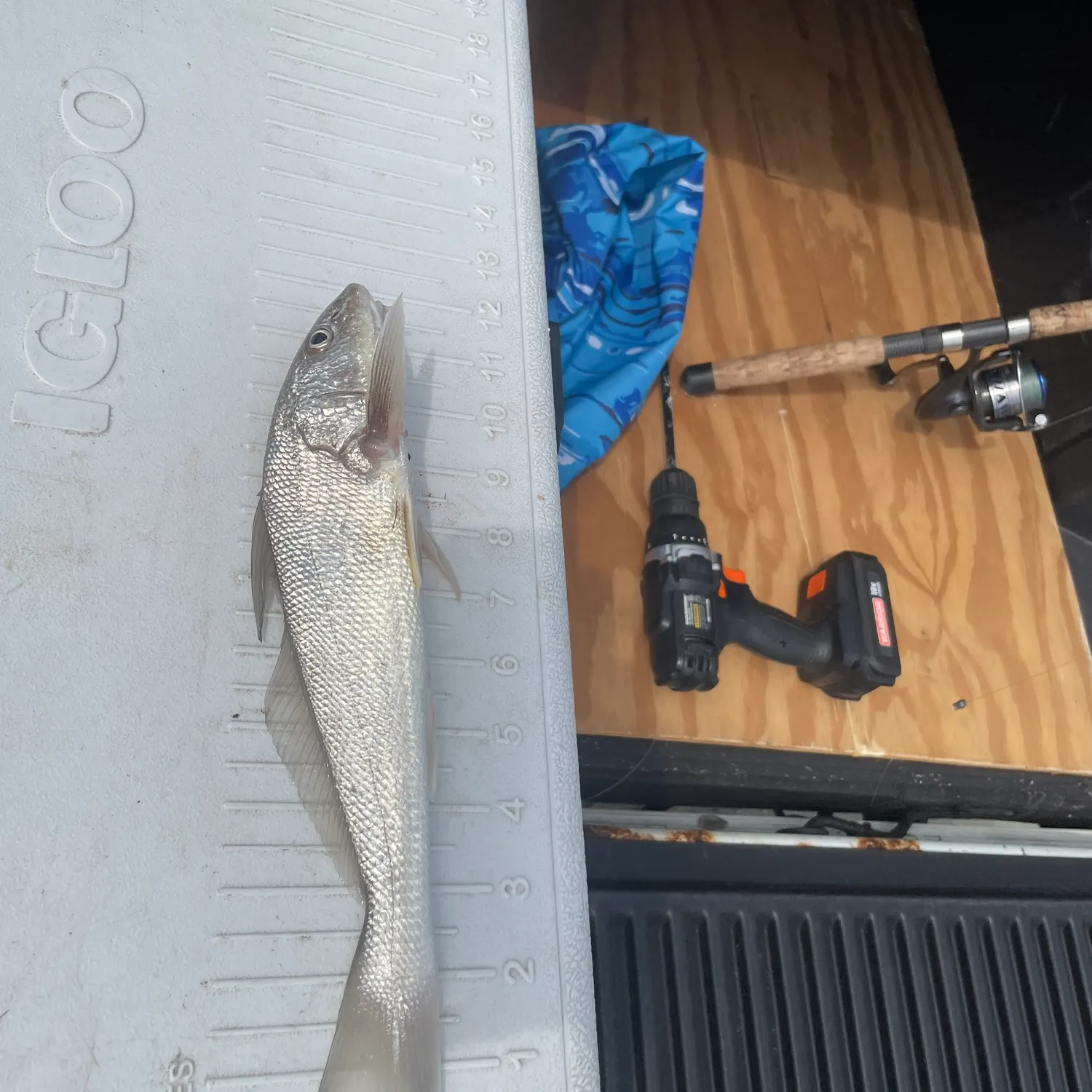 King George whiting caught on Fishbrain