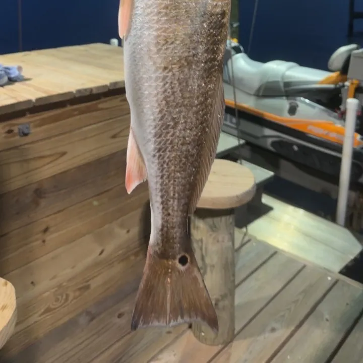 Red drum caught on Fishbrain