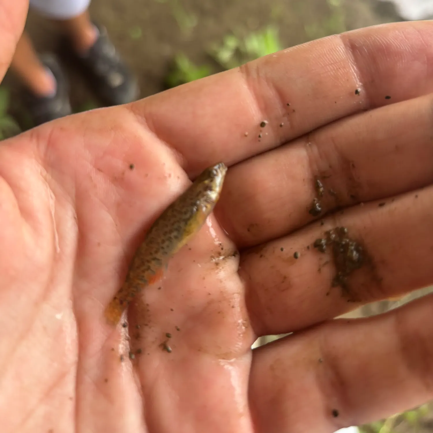 The most recent Longhead darter catches on Fishbrain