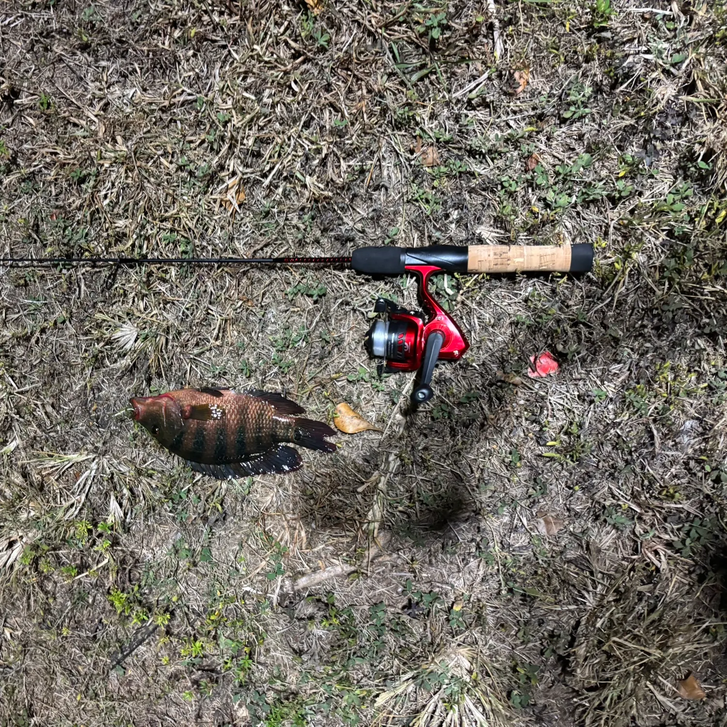 The most recent Mayan cichlid catches on Fishbrain