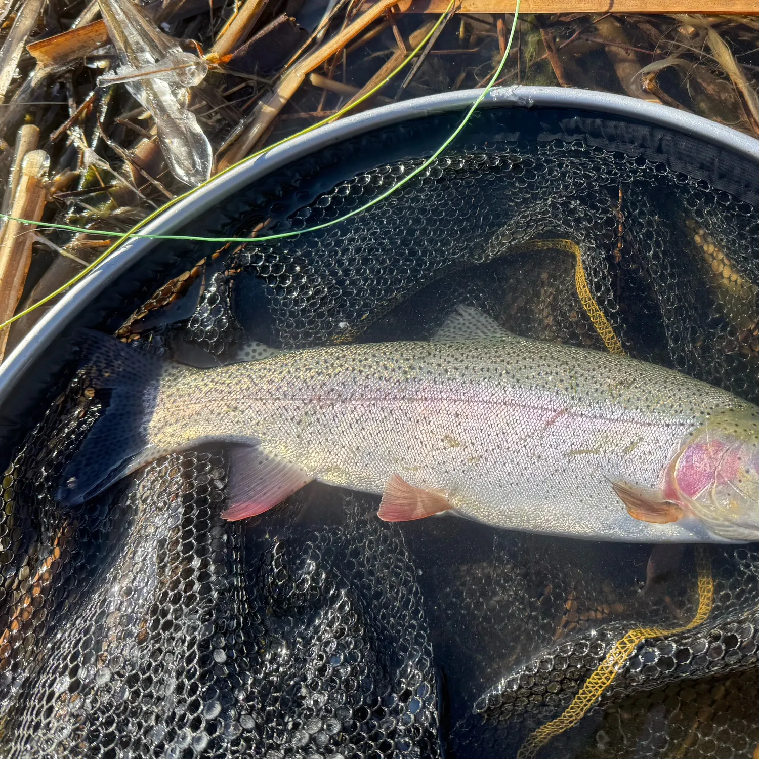 The most recent Cutbow catches on Fishbrain