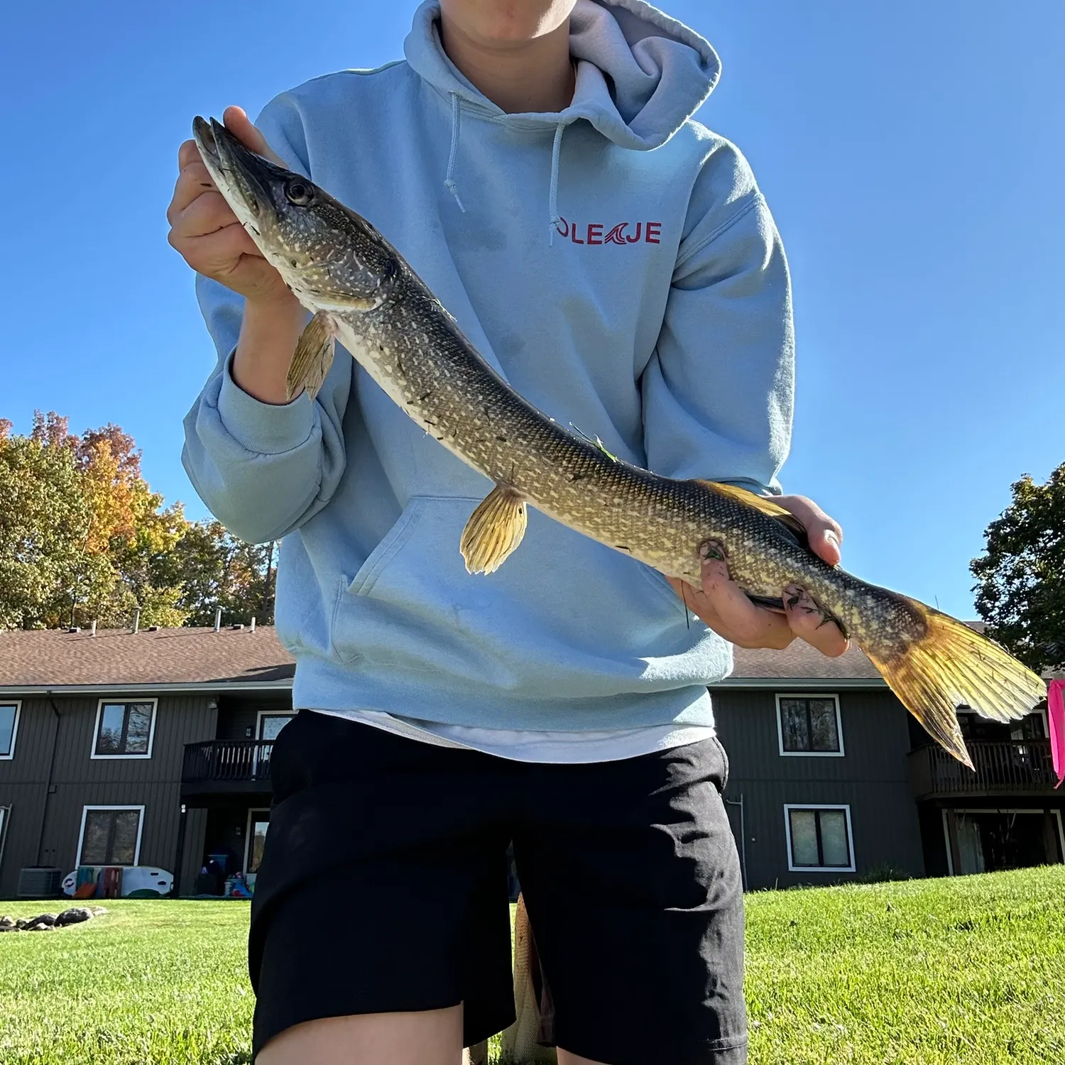 Northern pike caught on Fishbrain