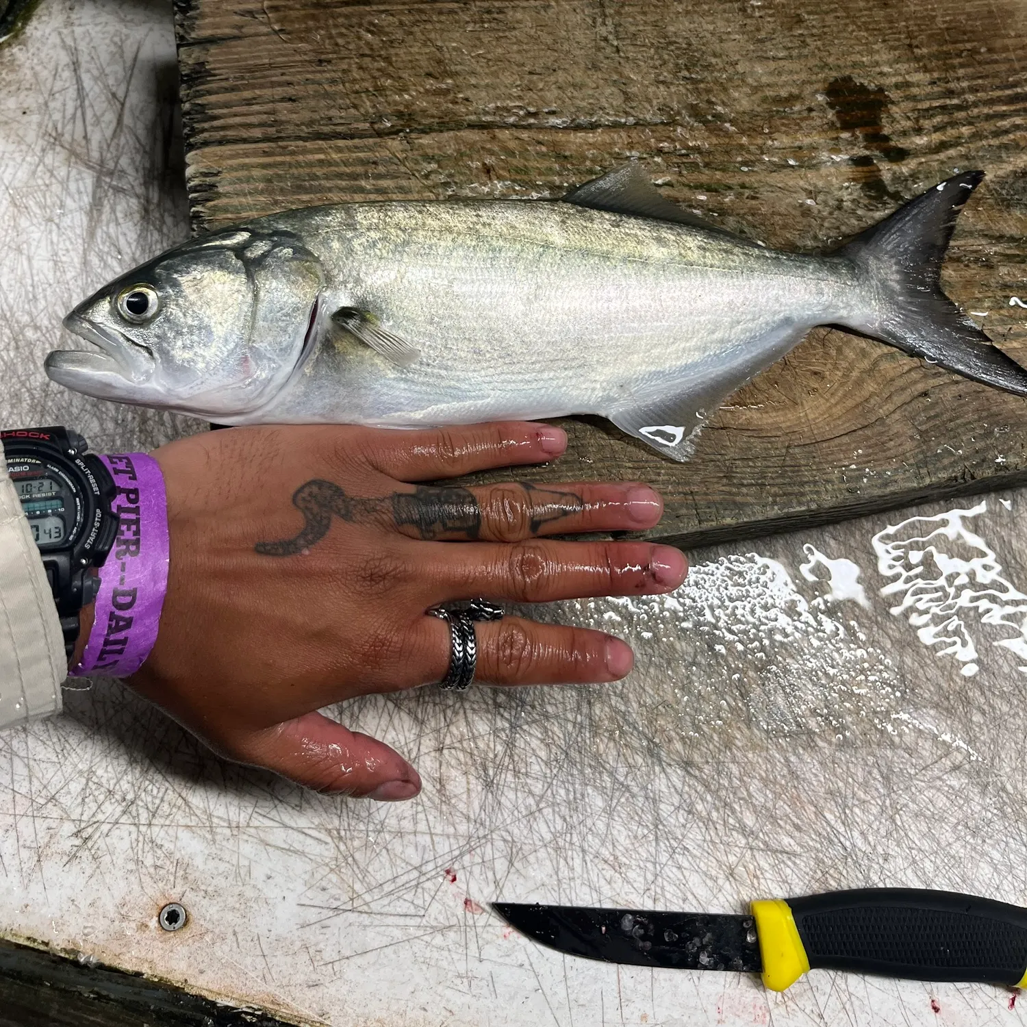 Bluefish caught on Fishbrain