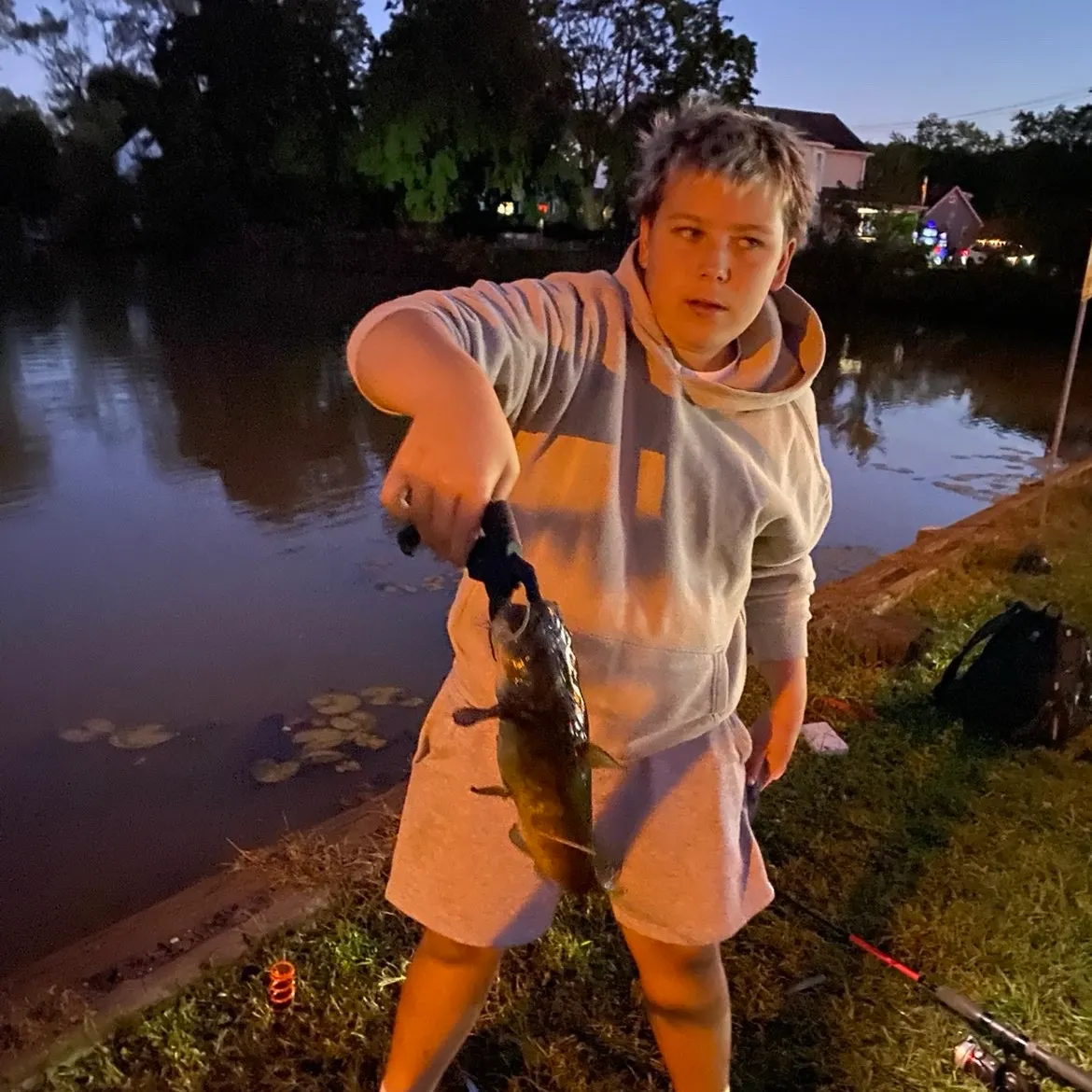 Yellow bullhead caught on Fishbrain