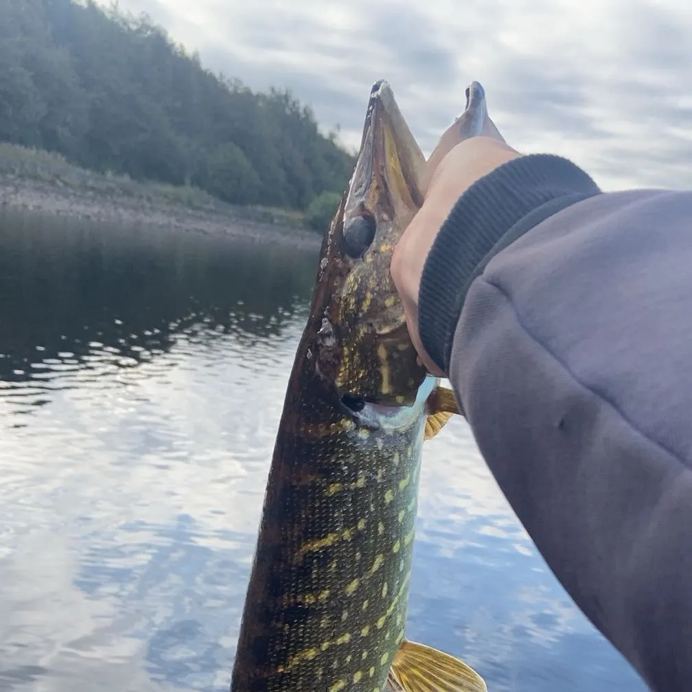 Northern pike caught on Fishbrain