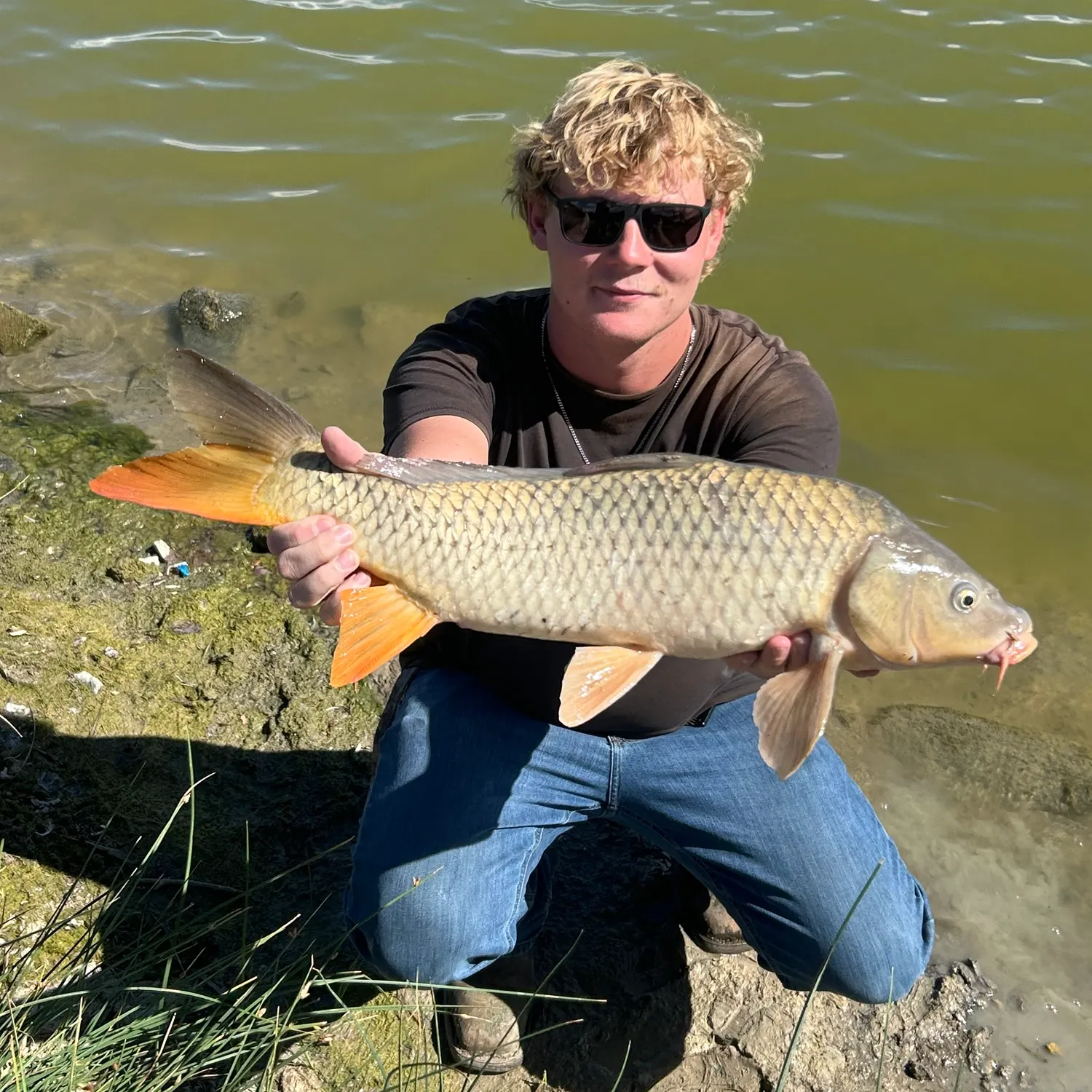 Common carp caught on Fishbrain