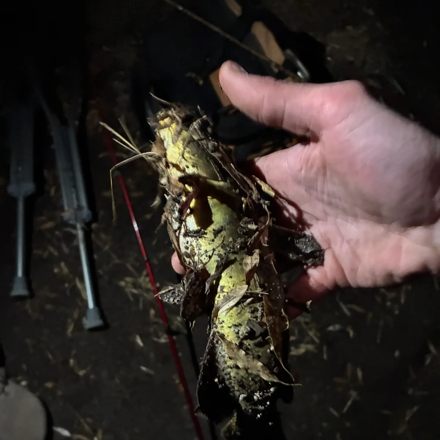 Yellow bullhead caught on Fishbrain