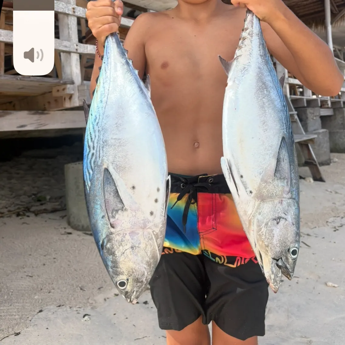 The most recent Southern bluefin tuna catches on Fishbrain