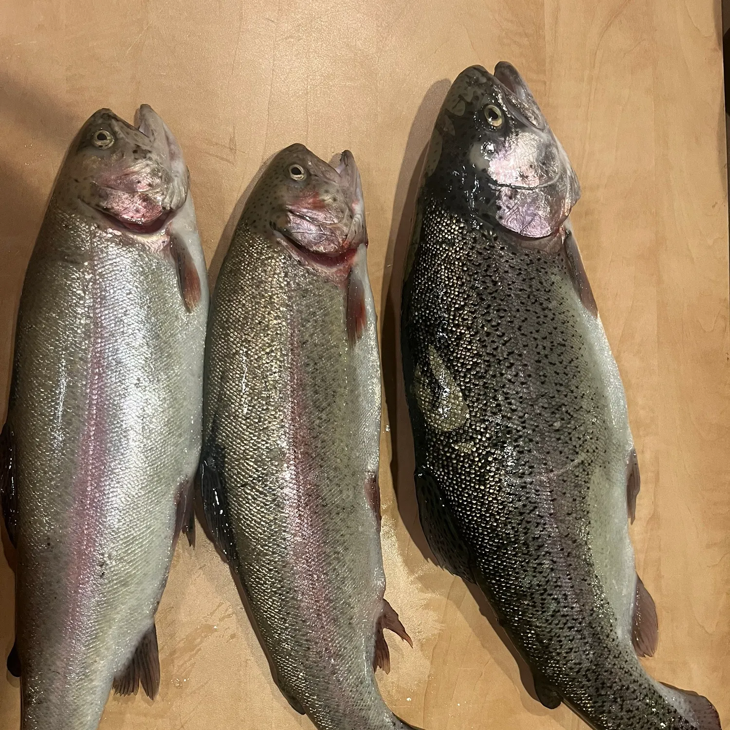 recently logged catches