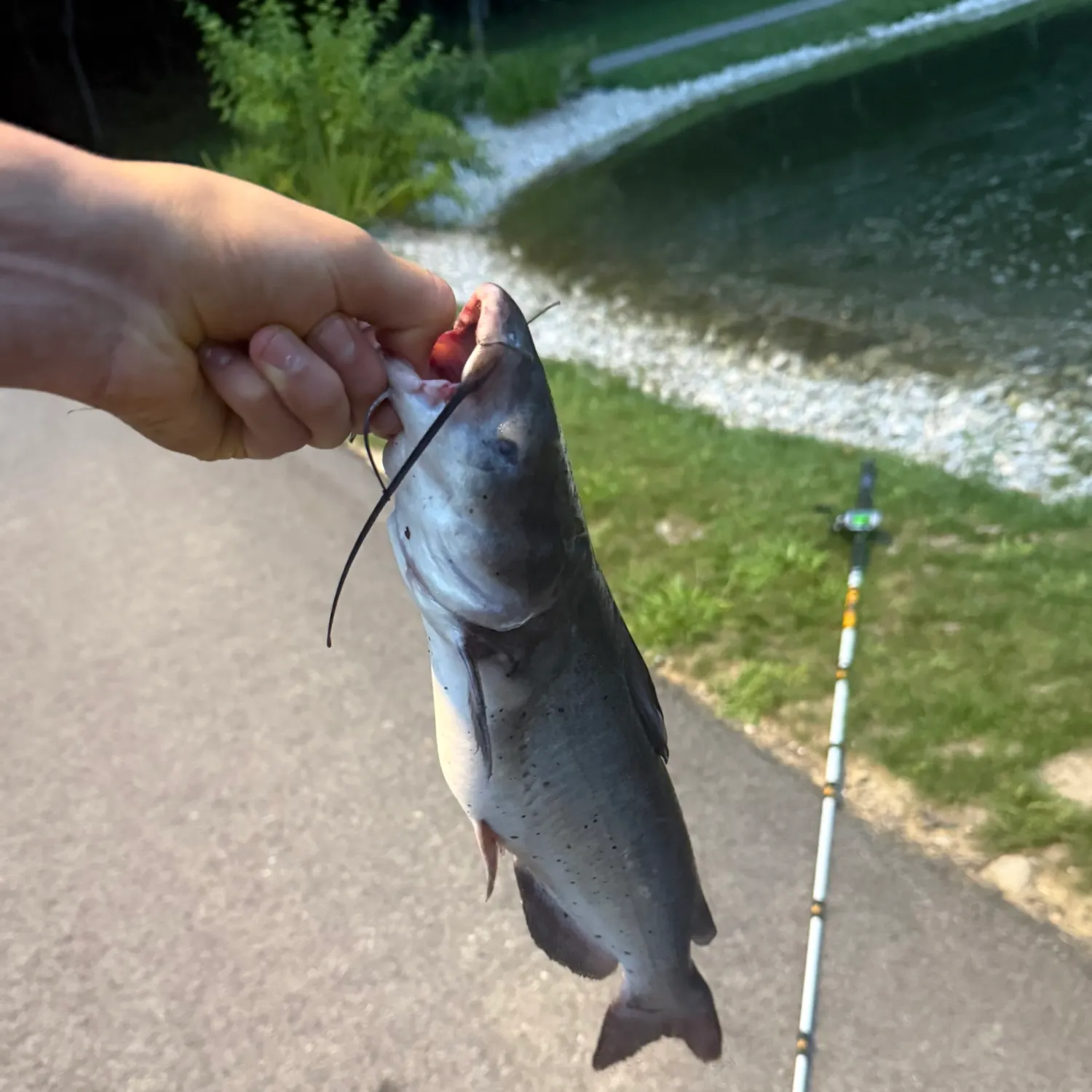 Channel catfish caught on Fishbrain