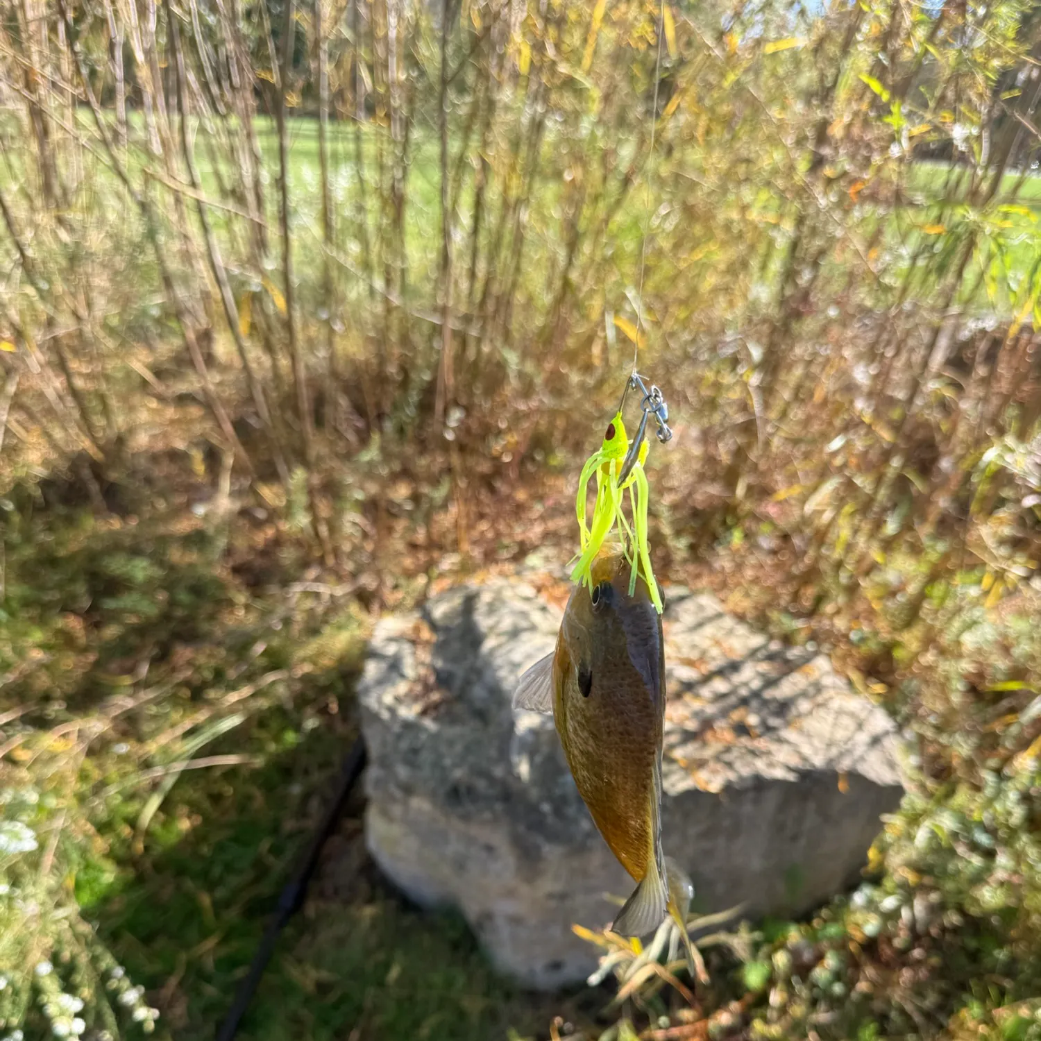 Bluegill caught on Fishbrain