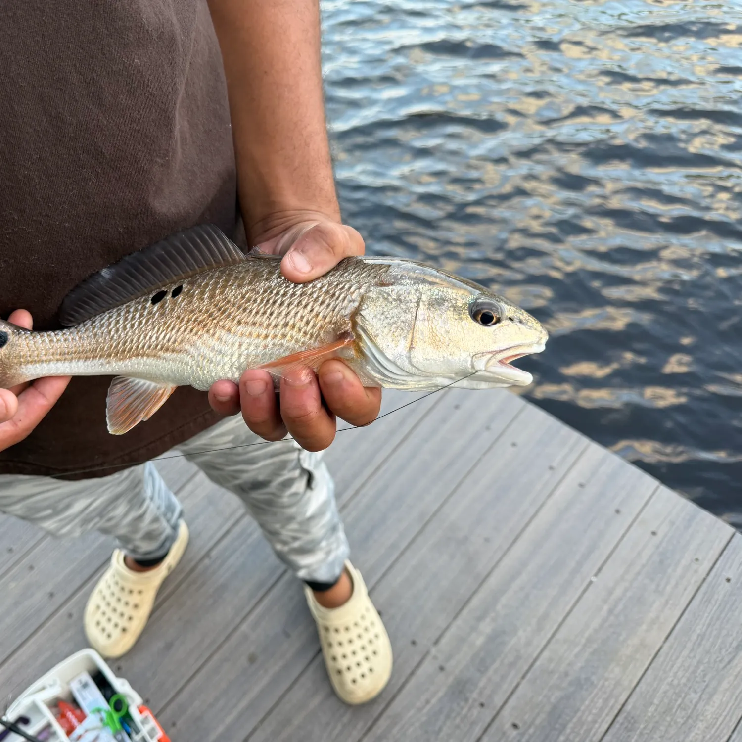 Red drum caught on Fishbrain