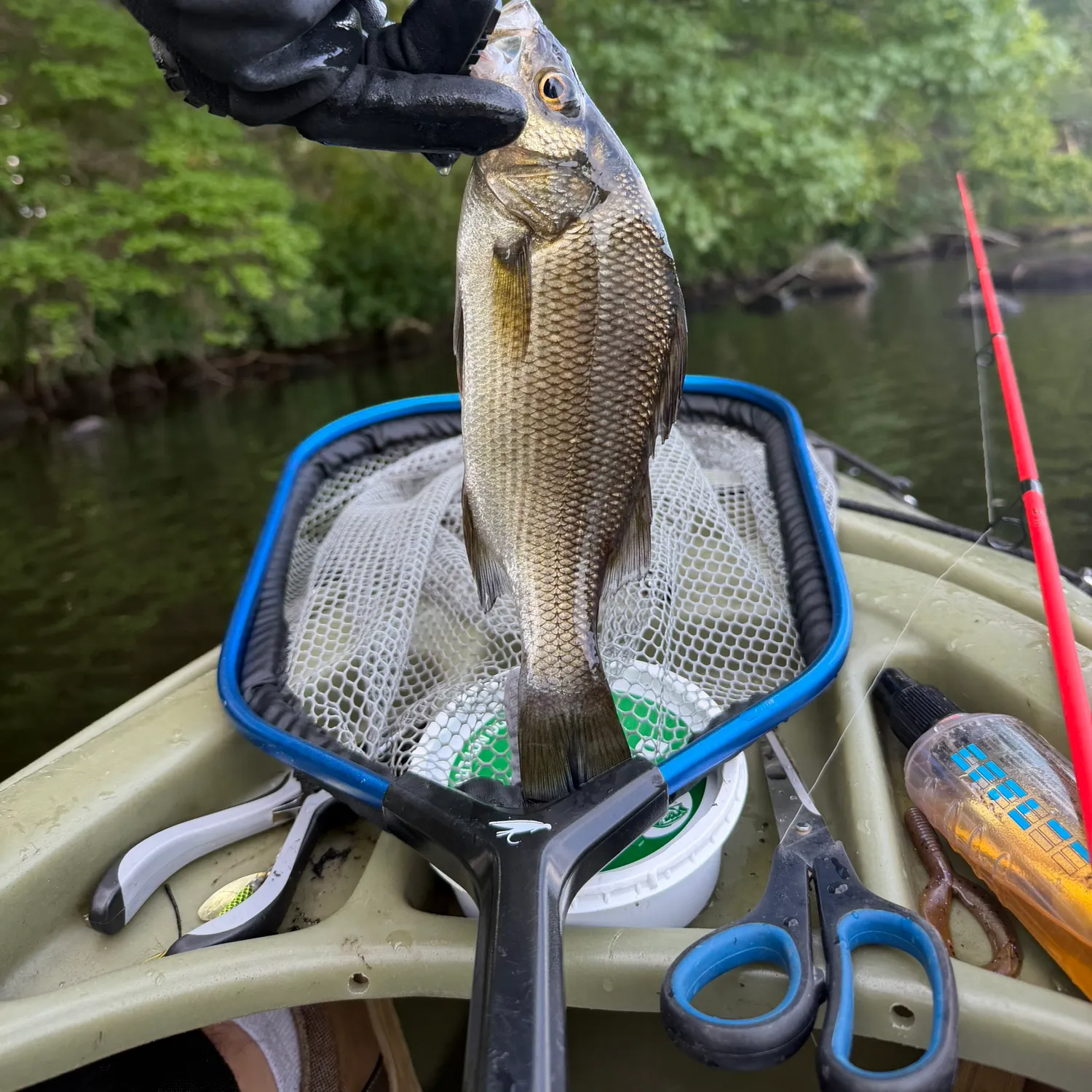 White perch caught on Fishbrain