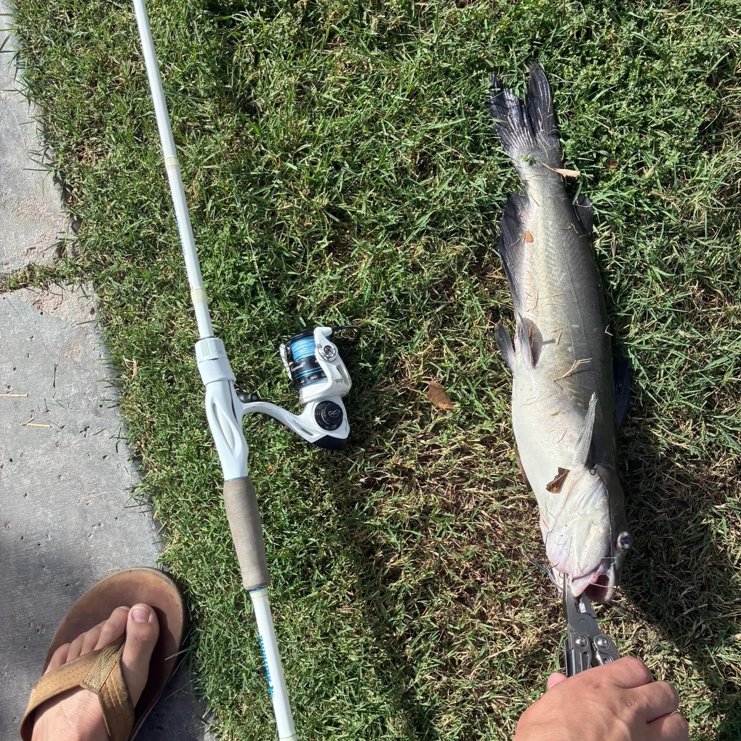 Channel catfish caught on Fishbrain