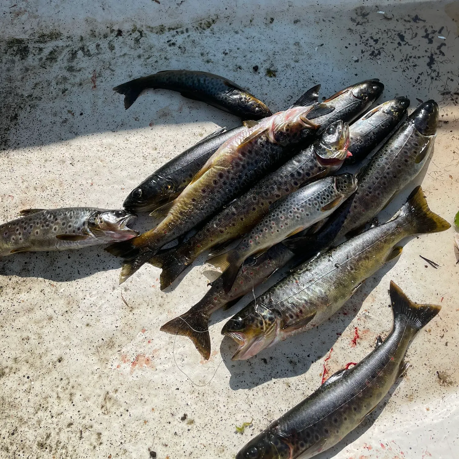 recently logged catches