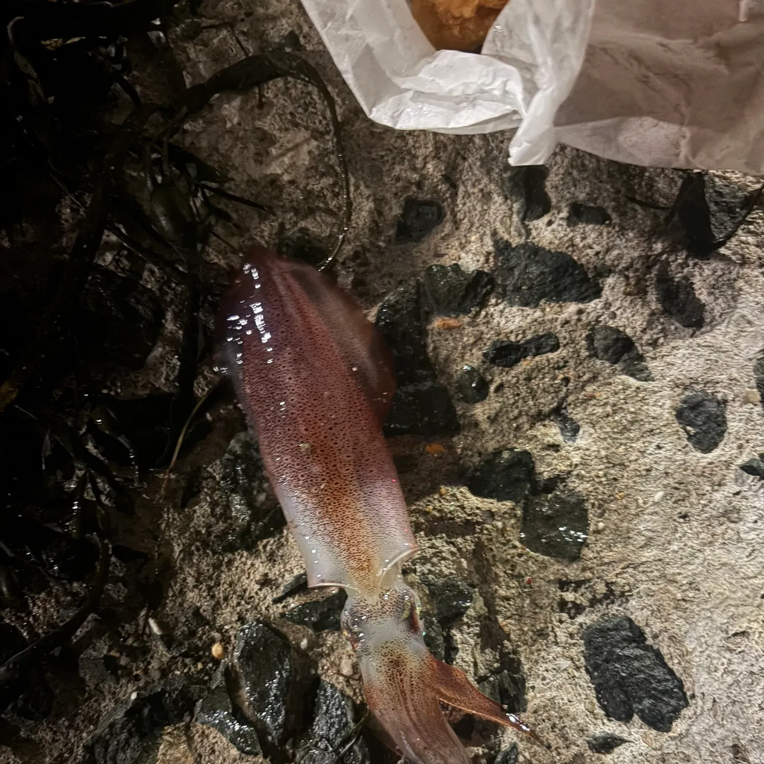 The most recent Southern calamari catches on Fishbrain