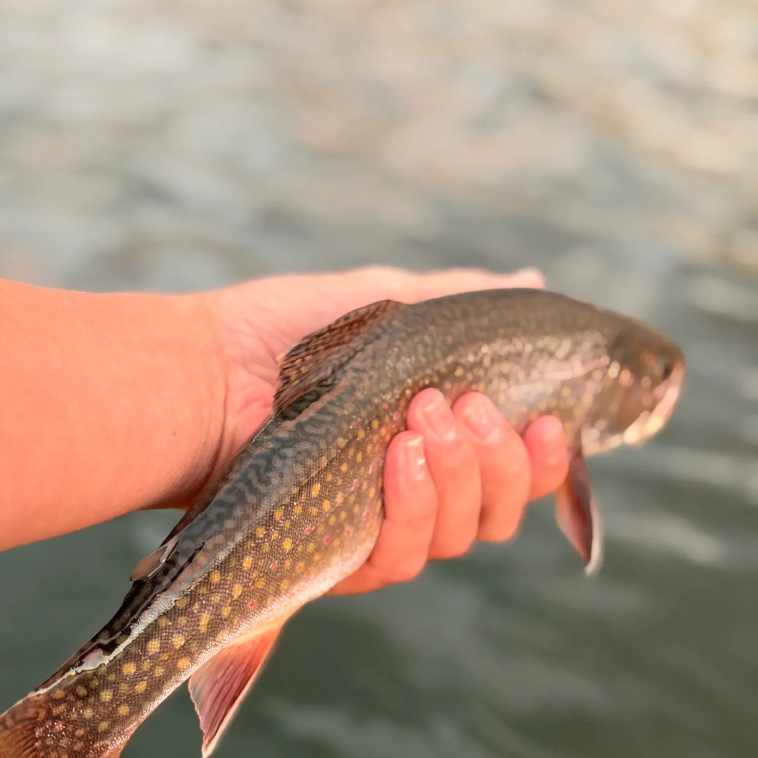 Brook trout caught on Fishbrain