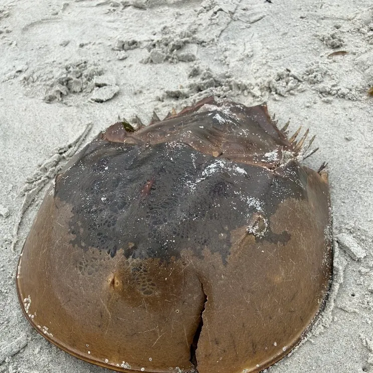 The most recent Atlantic horseshoe crab catches on Fishbrain