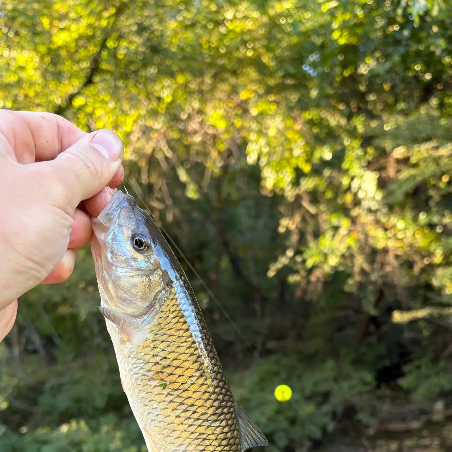 Fallfish caught on Fishbrain