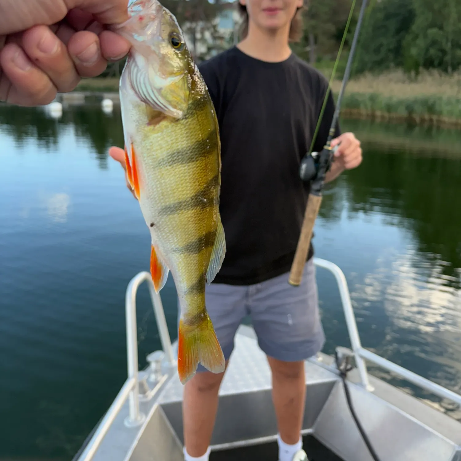 European perch caught on Fishbrain