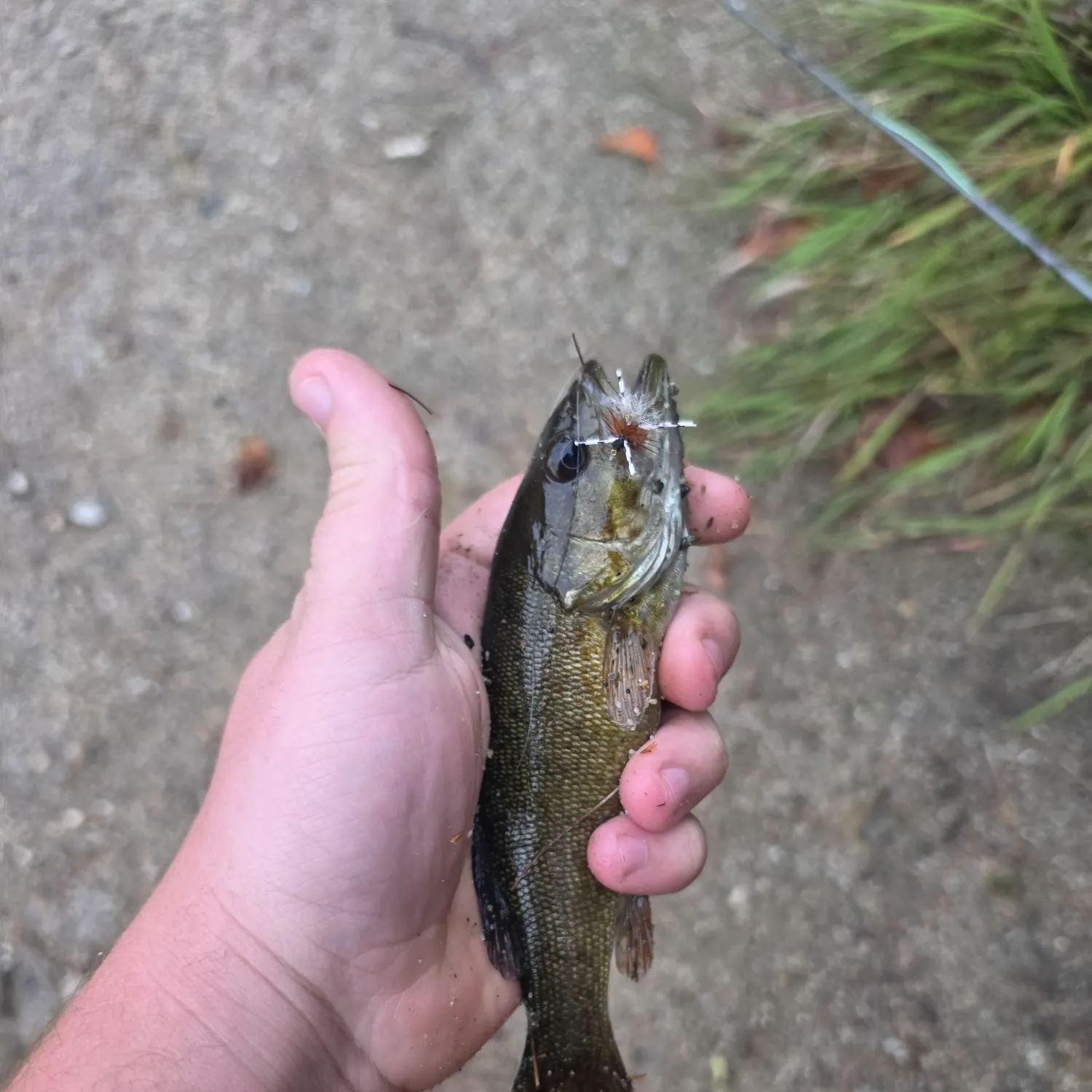 Smallmouth bass caught on Fishbrain