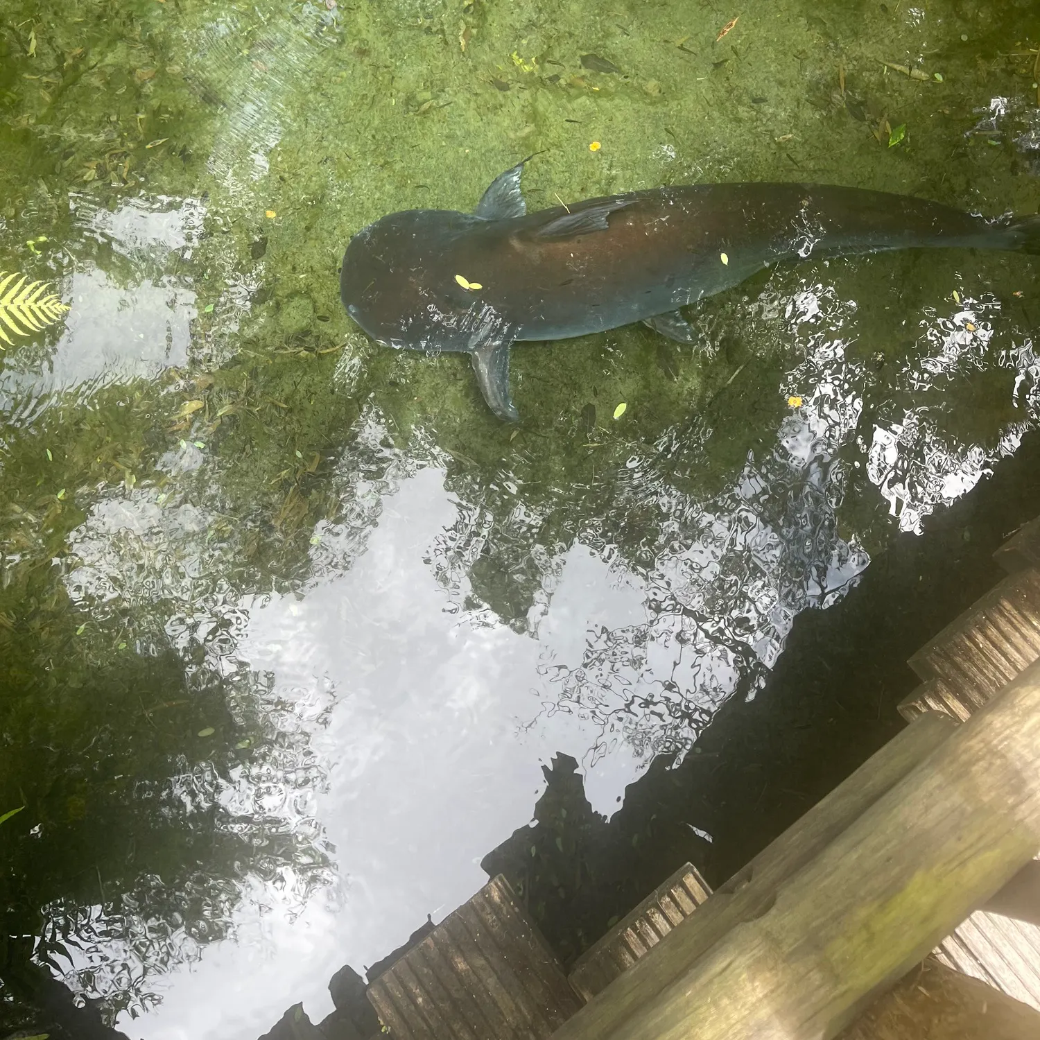 The most recent Mekong giant catfish catches on Fishbrain