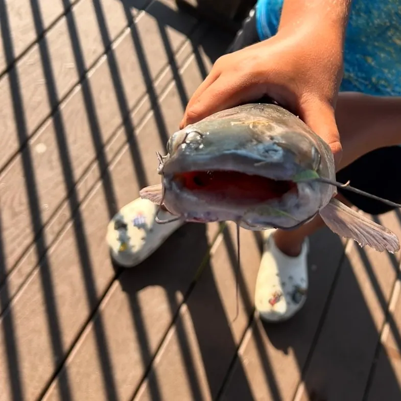 Channel catfish caught on Fishbrain