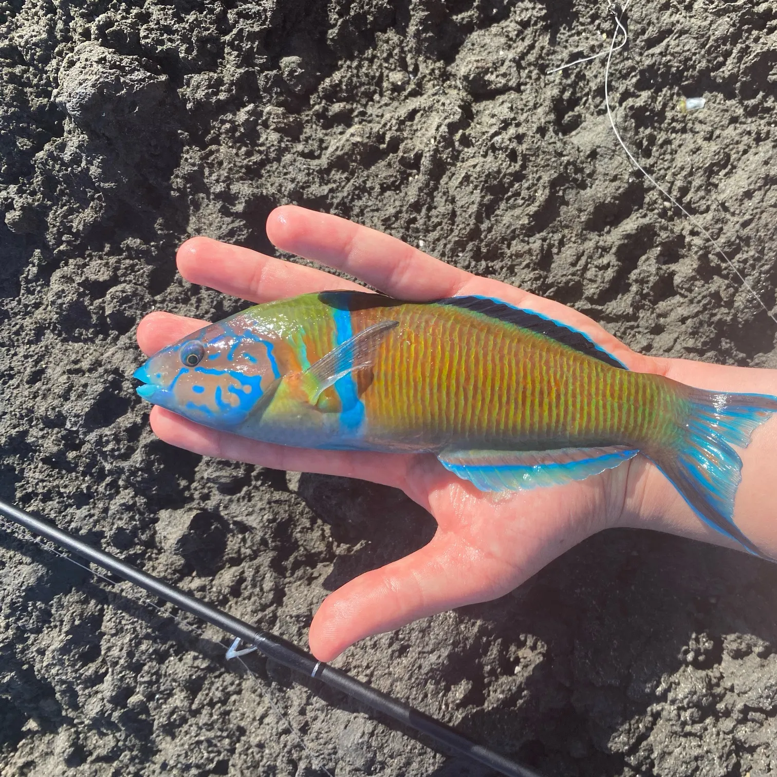 The most recent Ornate wrasse catches on Fishbrain