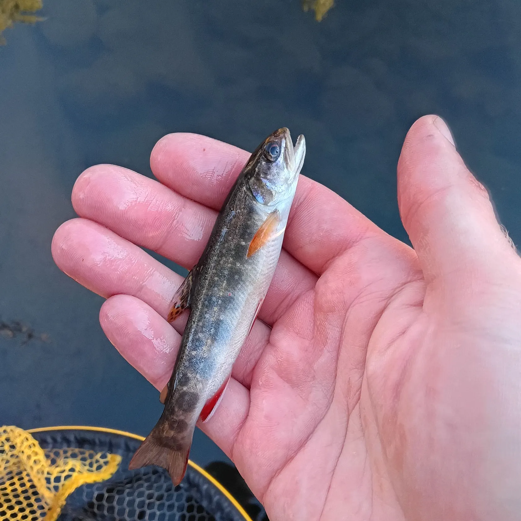 Brook trout caught on Fishbrain