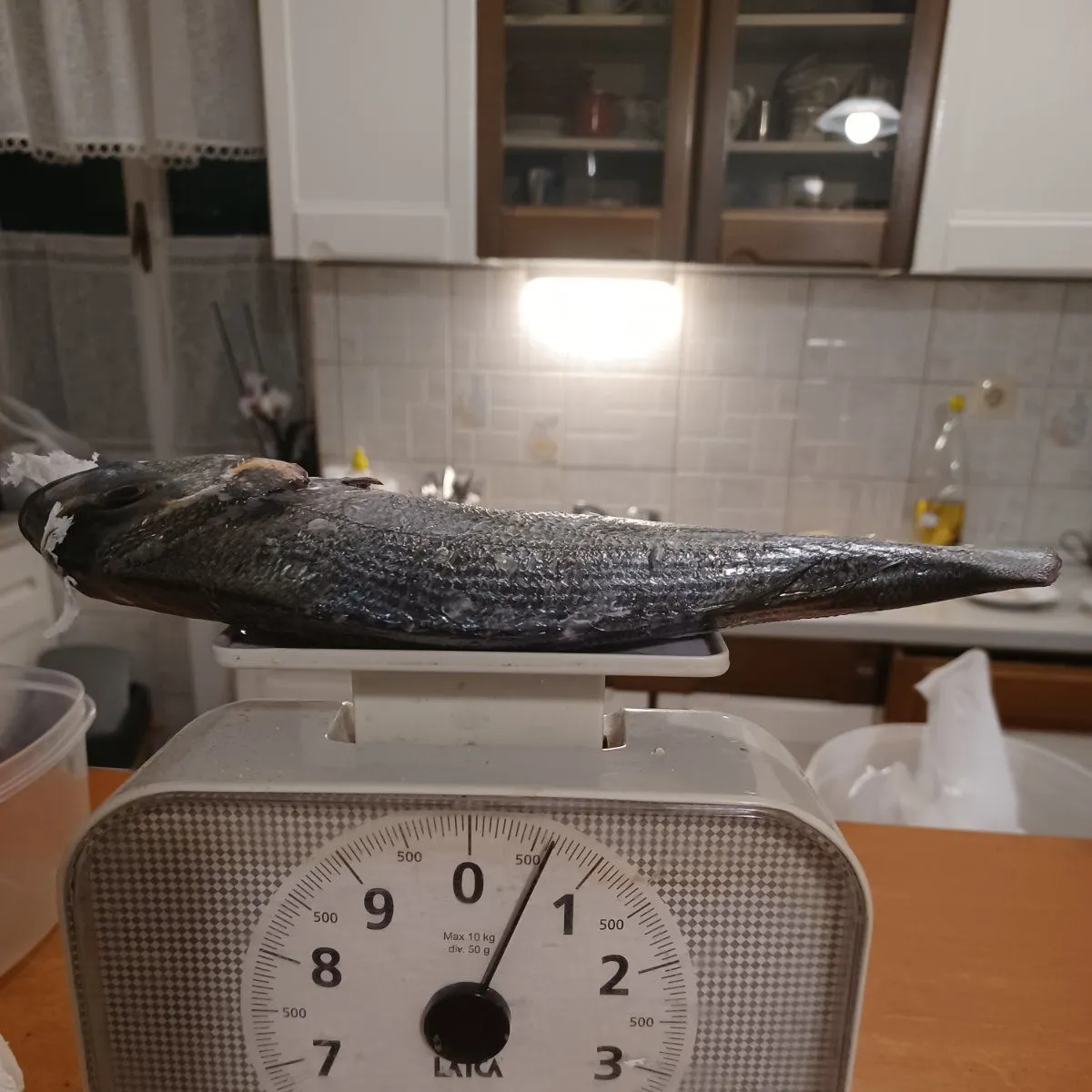 The most recent Gilthead seabream catches on Fishbrain