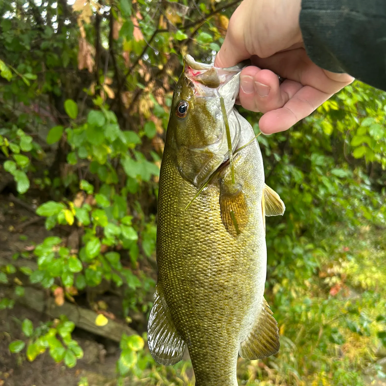 Smallmouth bass caught on Fishbrain
