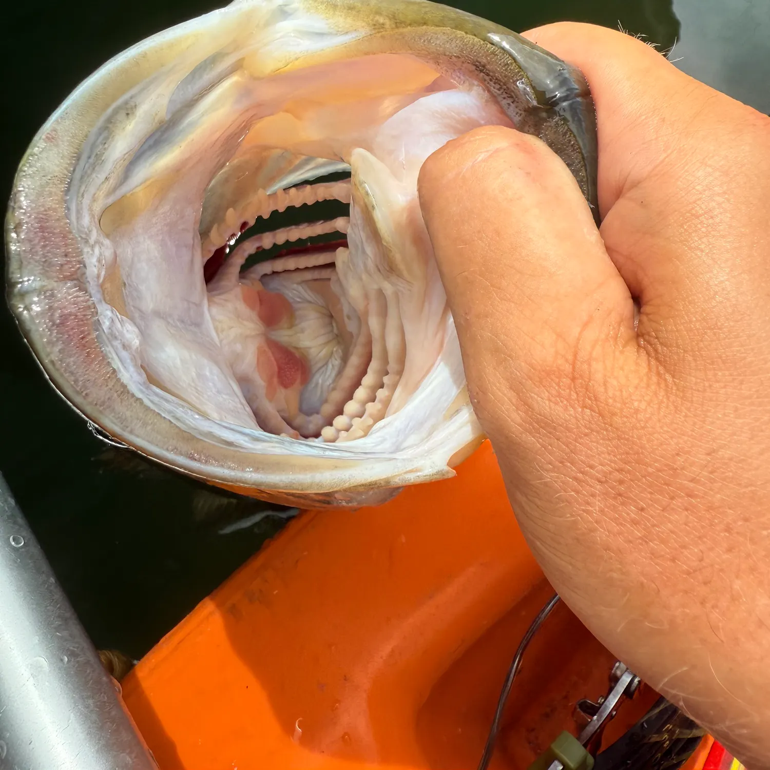 catch