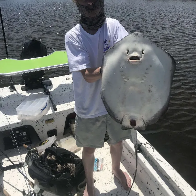 The most recent Southern stingray catches on Fishbrain