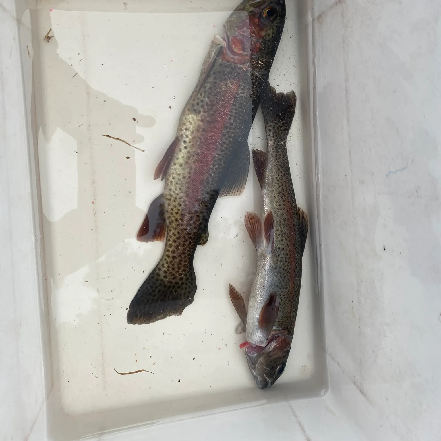 recently logged catches