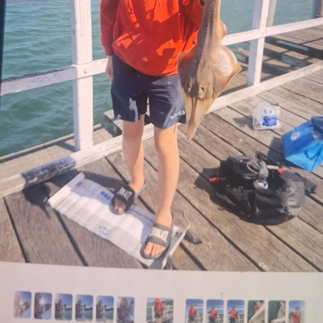 The most recent Giant guitarfish catches on Fishbrain