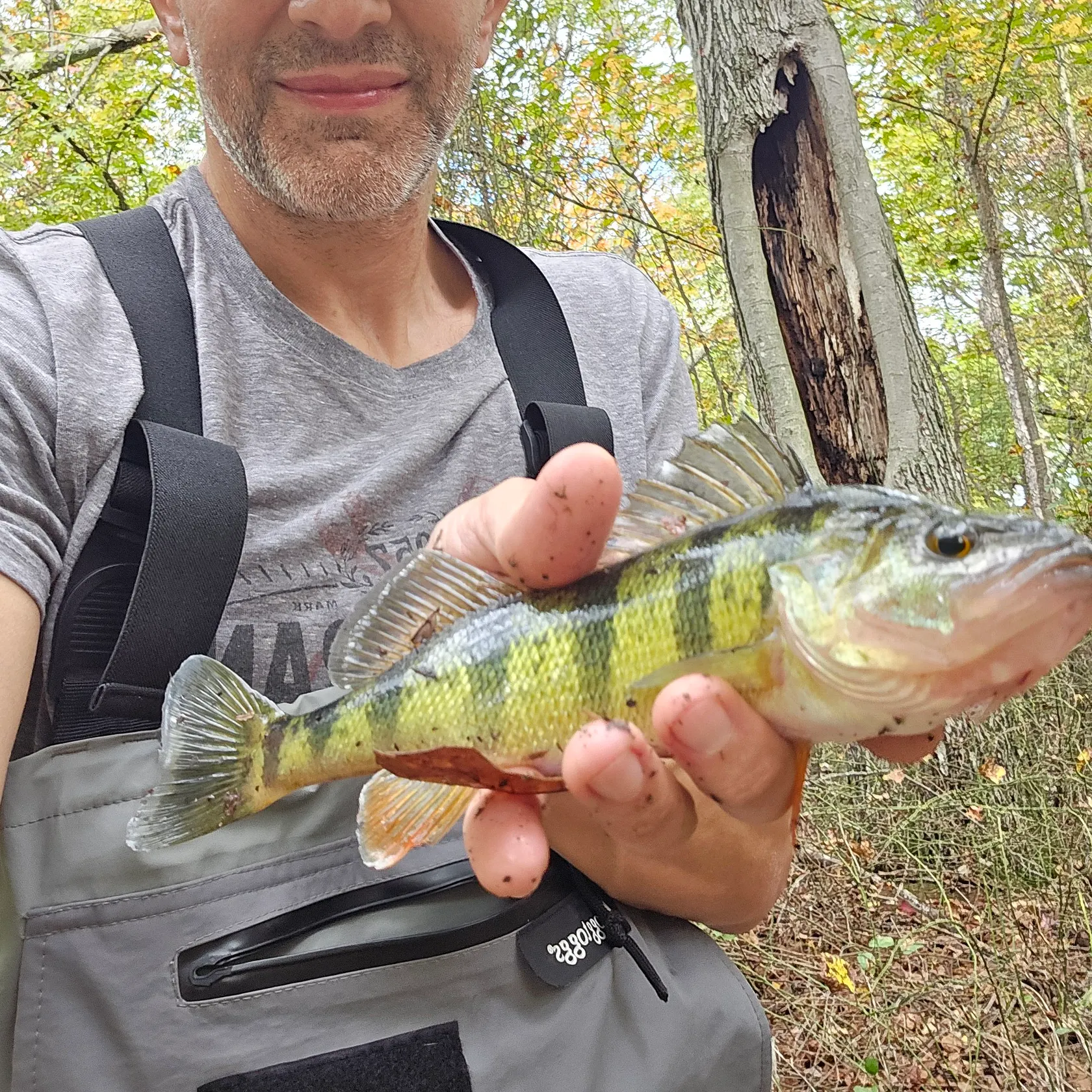 Yellow perch caught on Fishbrain