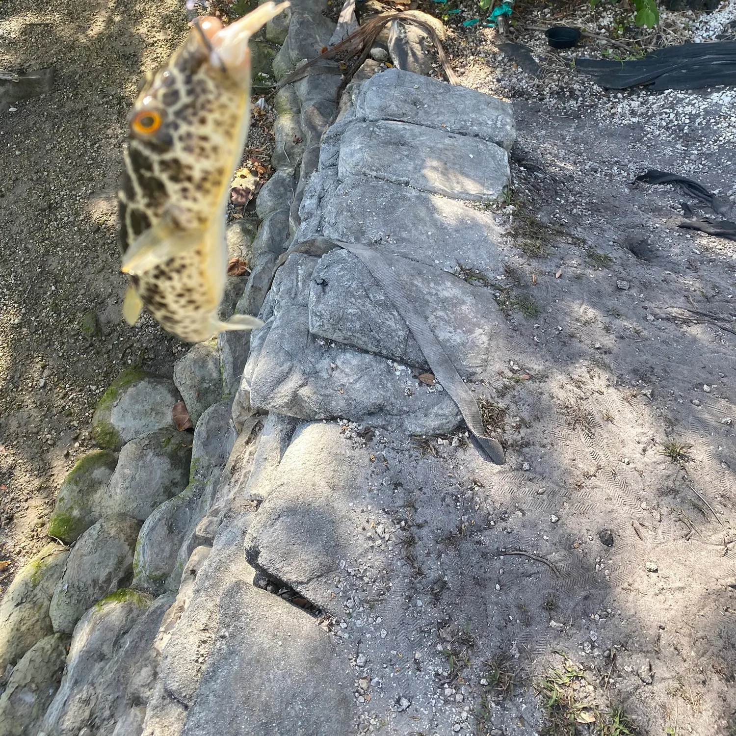 The most recent Southern puffer catches on Fishbrain