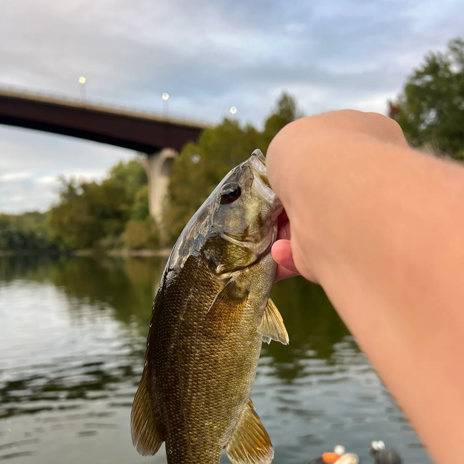Smallmouth bass caught on Fishbrain