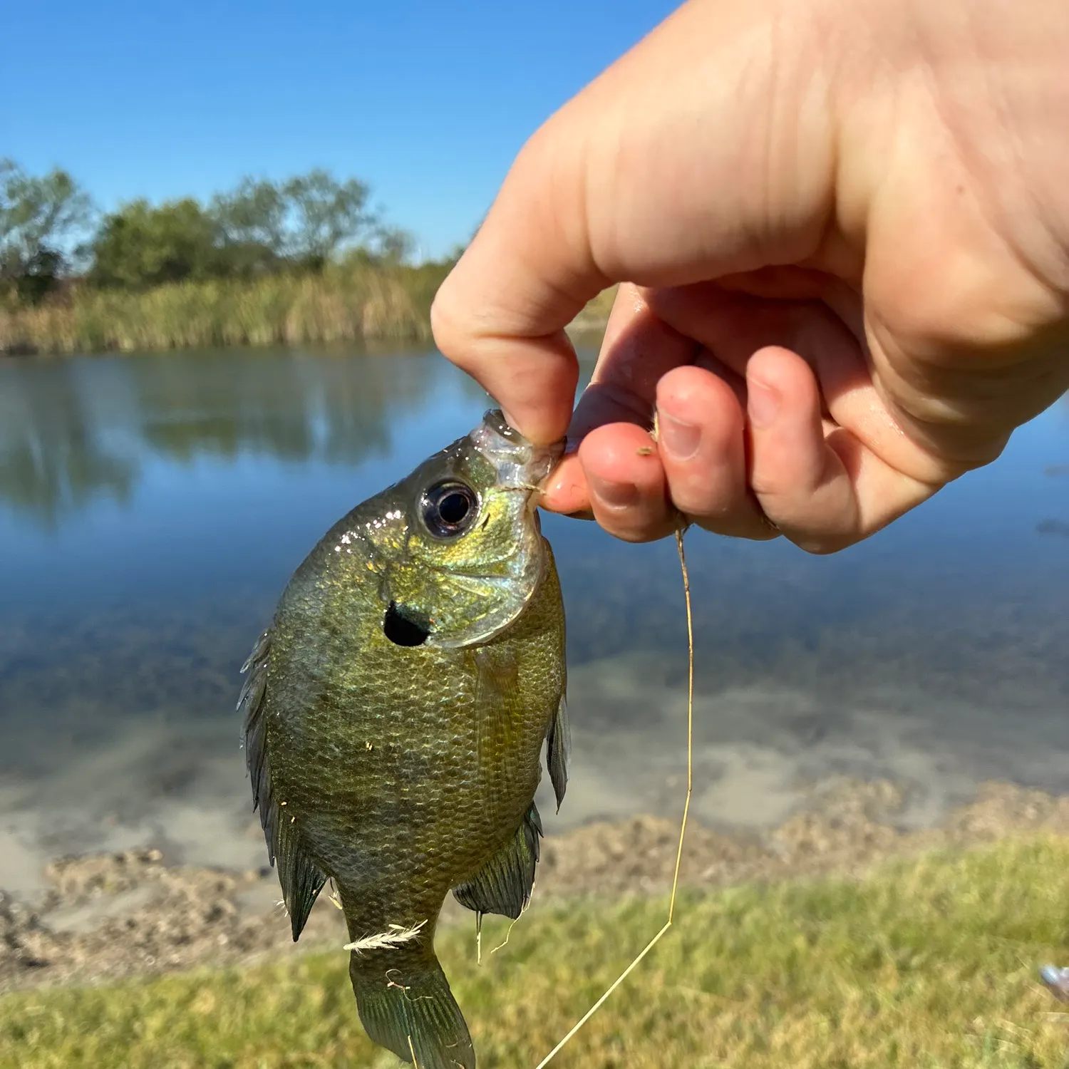 The most recent King mackerel catches on Fishbrain