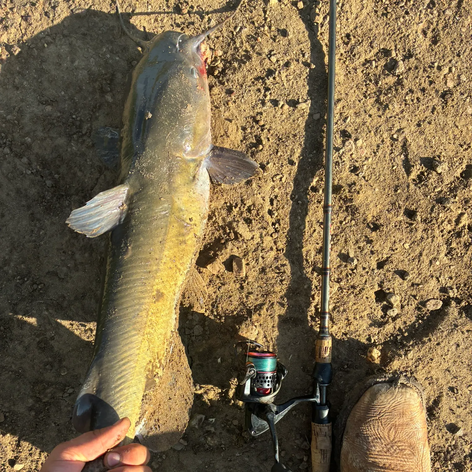 Channel catfish caught on Fishbrain