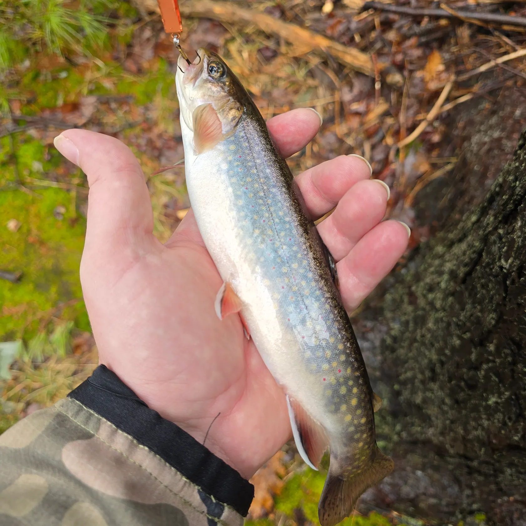 Brook trout caught on Fishbrain